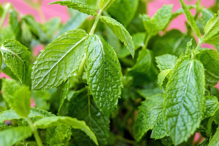 Green Peppermint Leaves