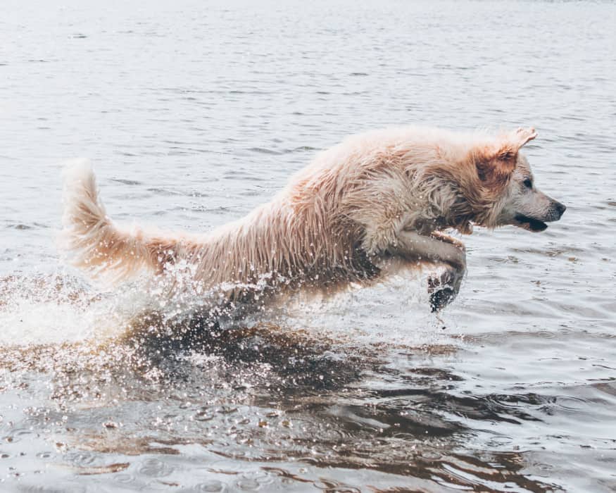 Long-coated Brown Dog in Body of Water