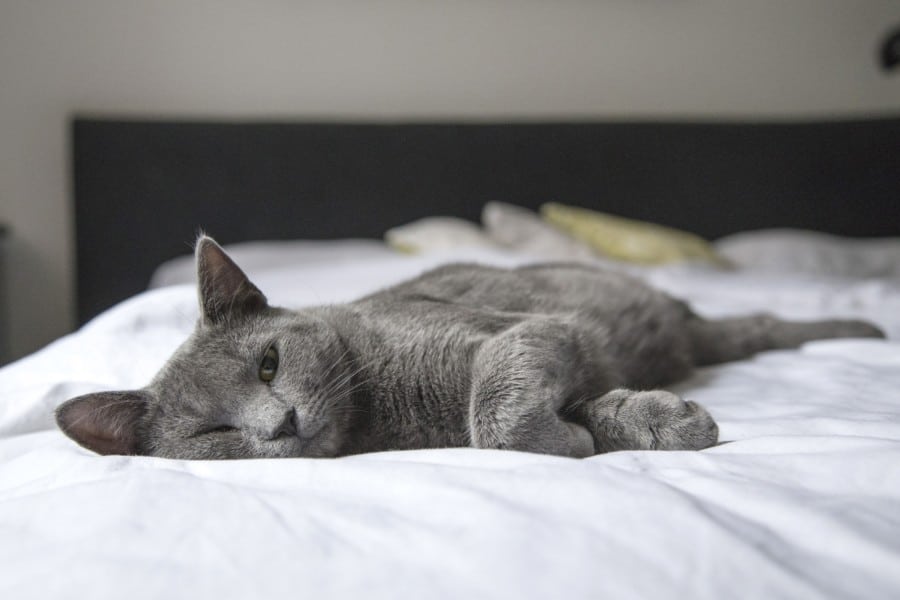 Grey cat sleeping on bed